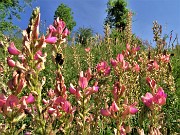 10 Onobrichis viciifolia (Lupinella comune)